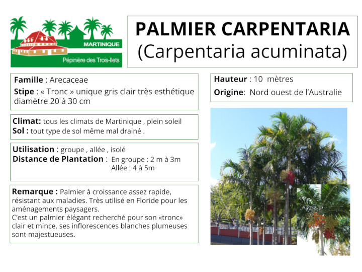 Fiche de culture du palmier carpentaria