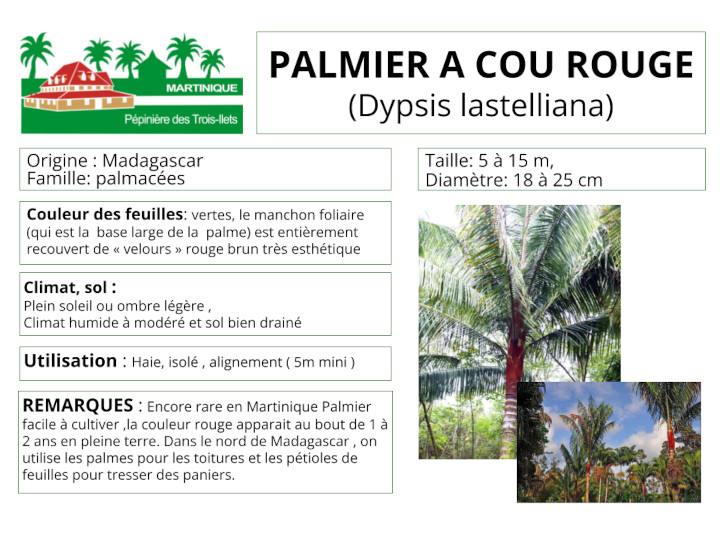 Fiche de culture du palmier a cou rouge (dypsis lastelliana)