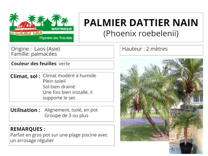 Fiche de culture du palmier dattier nain