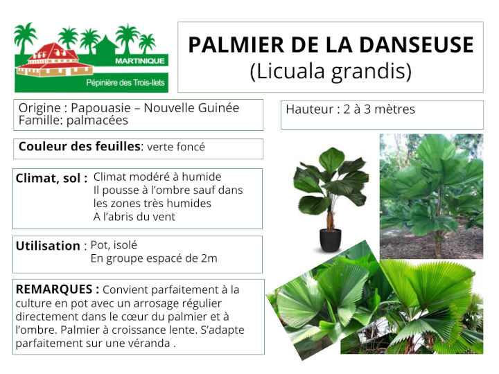 Fiche de culture du palmier de la danseuse