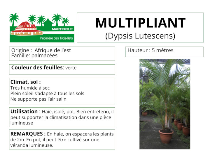 Fiche de culture du palmier multipliant