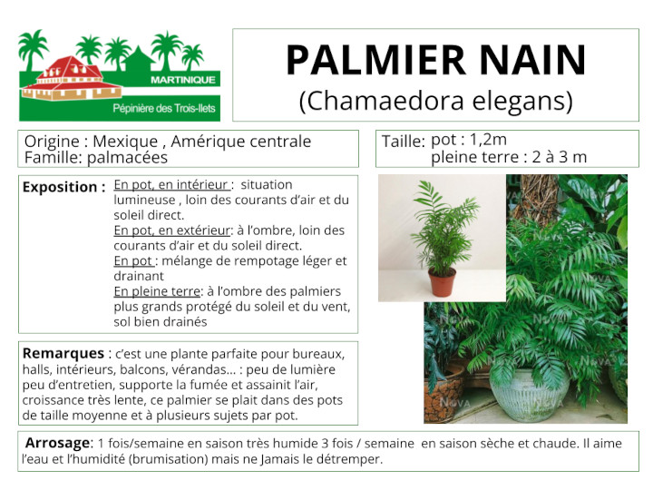 Fiche de culture du palmier nain Chamaedorea elegans