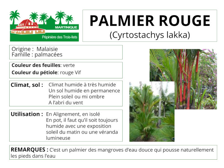 Fiche de culture du palmier  tronc rouge