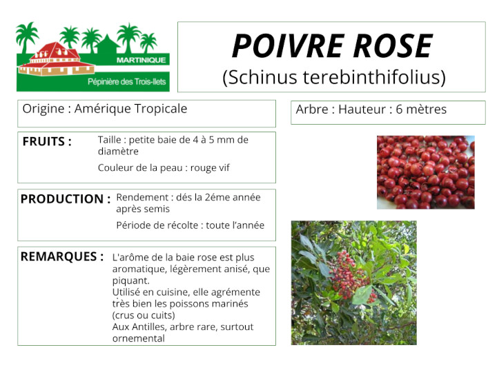 Fiche de culture du poivre rose