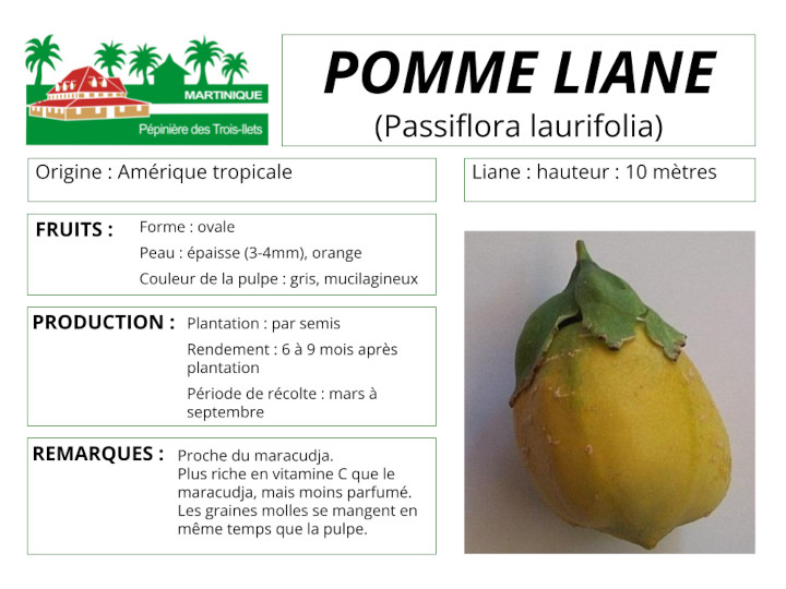 Fiche de culturede la pomme liane