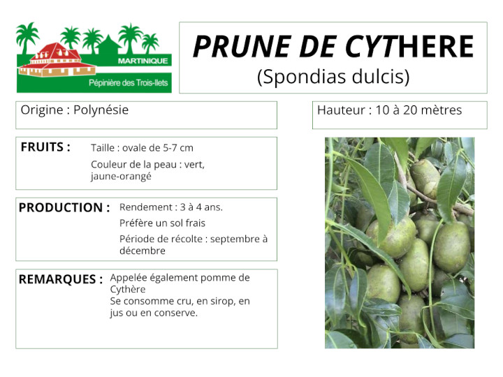 Fiche de culture de la prune de cythere
