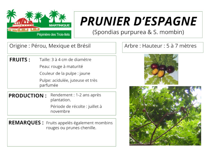 Fiche de culture du prunier d'espagne