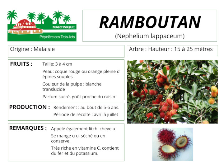 Fiche de culture du ramboutan