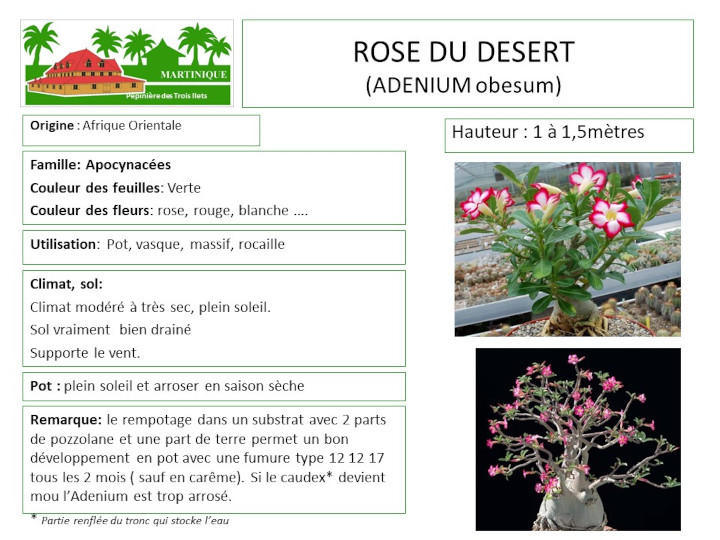 Fiche de culture de la rose du désert