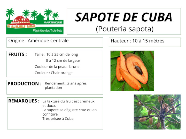 Fiche de culture de la sapote de Cuba