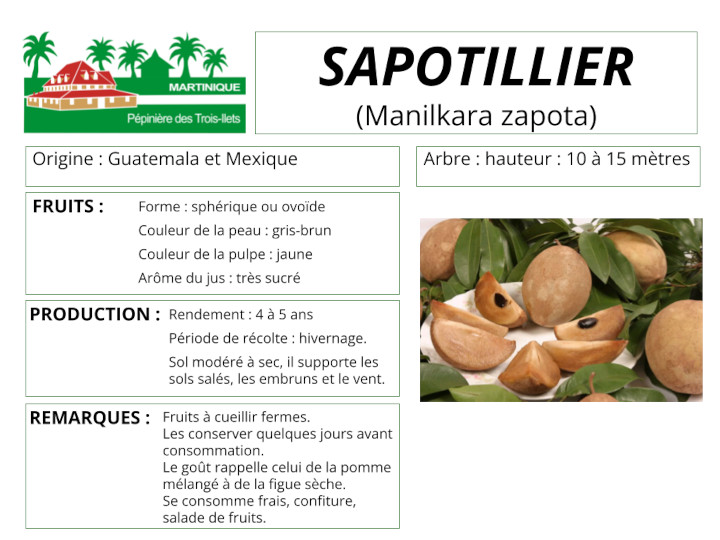 Fiche de culture du sapotillier