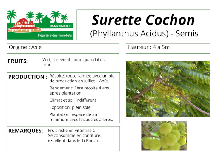 Fiche de culture de la surette cochon