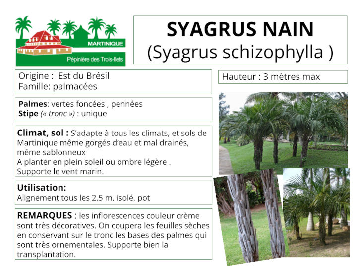 Fiche de culture du syagrus nain