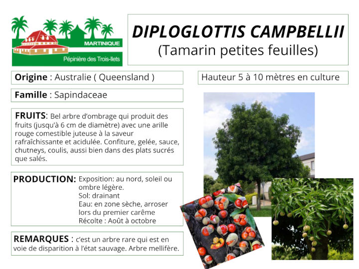 Fiche de culture du tamarin petites feuilles