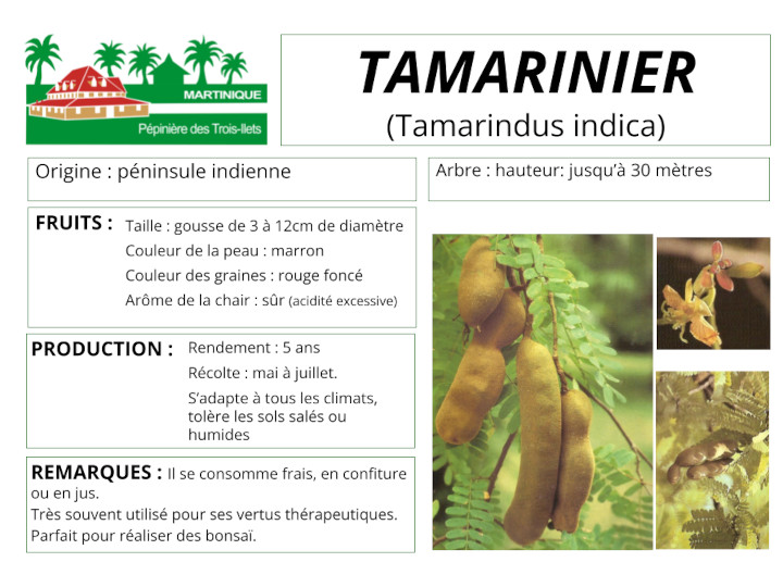 Fiche de culture du tamarinier