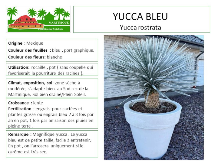 Fiche de culture du yucca bleu