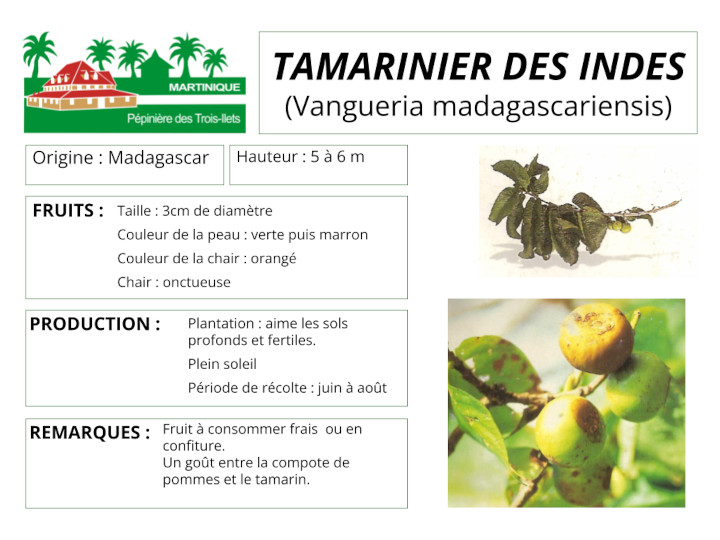 Fiche de culture du tamarinier des indes